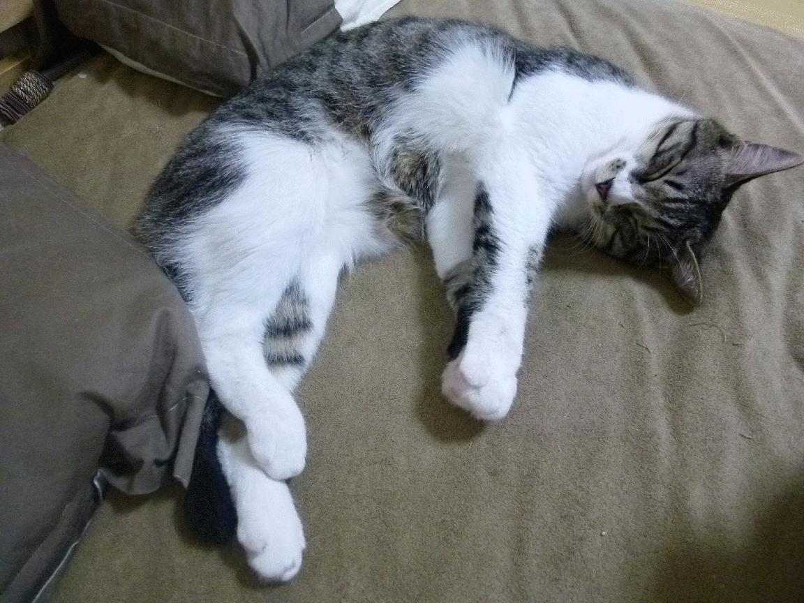 弗拉门戈进攻三叉戟打穿防线，弗拉门戈ds